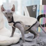 Cotton Color-block Lightweight Fabric Sphynx Cat Clothes - Image 4
