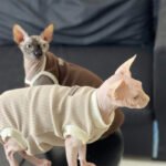 Cotton Sleeveless Breathable Sphynx Cat Clothes - Image 8