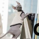 Cotton Color-block Lightweight Fabric Sphynx Cat Clothes - Image 3