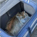 Large Capacity Portable Pet Suitcase for Universal - Image 9