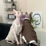 Cotton Sleeveless Breathable Sphynx Cat Clothes