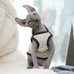 Cotton Color-block Lightweight Fabric Sphynx Cat Clothes - Image 2