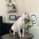 Cotton Sleeveless Breathable Sphynx Cat Clothes - Image 2