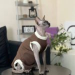 Cotton Sleeveless Breathable Sphynx Cat Clothes - Image 6
