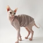 Cotton Solid Color Breathable Sphynx Cat Clothes - Image 5