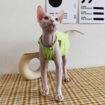 Cotton Sleeveless Lightweight Fabric Sphynx Cat Clothes - Image 2