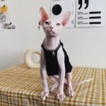 Cotton Sleeveless Lightweight Fabric Sphynx Cat Clothes - Image 6