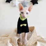 Cotton Turtleneck Windproof Sphynx Cat Clothes - Image 2
