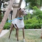 Polyester Solid Color Breathable Grayhound Clothes - Image 5