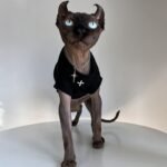 Cotton Print Breathable Sphynx Cat Clothes - Image 7