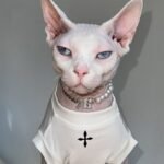 Cotton Print Breathable Sphynx Cat Clothes - Image 3