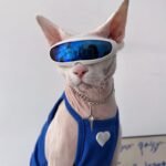 Cotton Sleeveless Breathable Sphynx Cat Clothes - Image 3