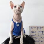 Cotton Sleeveless Breathable Sphynx Cat Clothes - Image 5
