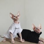 Cotton Print Windproof Sphynx Cat Clothes - Image 2