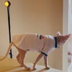 Cotton Print Lightweight Fabric Sphynx Cat Clothes - Image 7