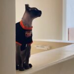 Cotton Print Lightweight Fabric Sphynx Cat Clothes - Image 10