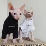 Cotton Print Windproof Sphynx Cat Clothes - Image 6