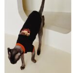 Cotton Print Lightweight Fabric Sphynx Cat Clothes - Image 11