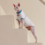 Cotton Print Lightweight Fabric Sphynx Cat Clothes - Image 4