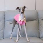 Cotton Shirt Lightweight Fabric Grayhound Clothes - Image 4