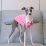 Cotton Shirt Lightweight Fabric Grayhound Clothes