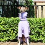 Pullover design Raincoats With hood Grayhound Clothes - Image 3