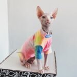 Cotton Multicolor Lightweight Fabric Sphynx Cat Clothes - Image 2