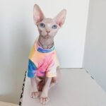 Cotton Multicolor Lightweight Fabric Sphynx Cat Clothes - Image 3