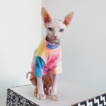 Cotton Multicolor Lightweight Fabric Sphynx Cat Clothes