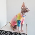 Cotton Multicolor Lightweight Fabric Sphynx Cat Clothes - Image 5