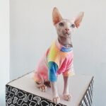 Cotton Multicolor Lightweight Fabric Sphynx Cat Clothes - Image 4
