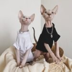 Cotton Solid Color Breathable Sphynx Cat Clothes - Image 2