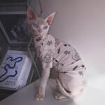 Cotton Print Lightweight Fabric Sphynx Cat Clothes - Image 2