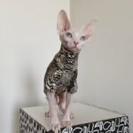 Cotton Print Lightweight Fabric Sphynx Cat Clothes - Image 7