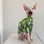 Cotton Print Lightweight Fabric Sphynx Cat Clothes