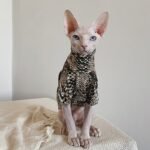 Cotton Print Lightweight Fabric Sphynx Cat Clothes - Image 5