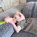 Cotton Stripes Lightweight Fabric Sphynx Cat Clothes - Image 2