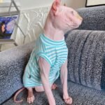 Cotton Stripes Lightweight Fabric Sphynx Cat Clothes - Image 3
