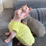 Cotton Stripes Lightweight Fabric Sphynx Cat Clothes