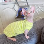 Cotton Stripes Lightweight Fabric Sphynx Cat Clothes - Image 4