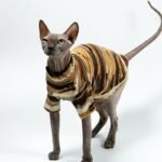 Cotton Tie-dye Breathable Sphynx Cat Clothes