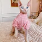 Cotton Frill Trim Breathable Sphynx Cat Clothes - Image 2