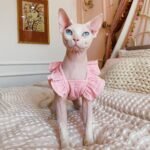 Cotton Frill Trim Breathable Sphynx Cat Clothes - Image 3