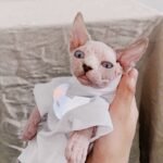 Cotton Print Reflective strip Sphynx Cat Clothes - Image 6