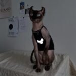 Cotton Print Reflective strip Sphynx Cat Clothes - Image 10