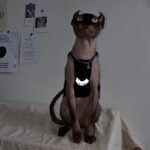 Cotton Print Reflective strip Sphynx Cat Clothes - Image 7