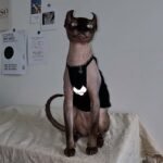 Cotton Print Reflective strip Sphynx Cat Clothes - Image 8