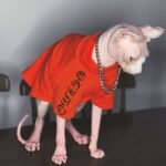 Cotton Print Lightweight Fabric Sphynx Cat Clothes - Image 2