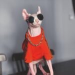 Cotton Print Lightweight Fabric Sphynx Cat Clothes - Image 3