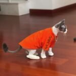 Cotton Print Lightweight Fabric Sphynx Cat Clothes - Image 7